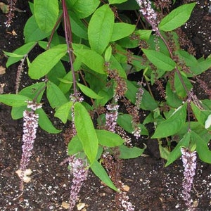 Butterfly Bush, Albiflora seeds