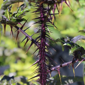 Five Minute Plant &#39;Malevolence&#39; seeds