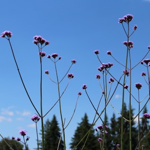Verbena, Tall seeds