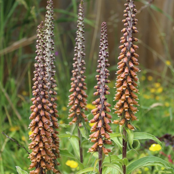 Foxglove, Chocolate seeds