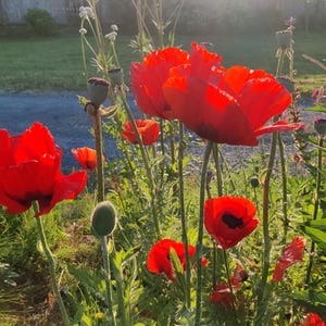 May include: A vibrant garden scene featuring several bright red poppy flowers in full bloom. The petals are a deep red with dark centers, contrasted by green stems and foliage. The image captures a sunny day with soft lighting.