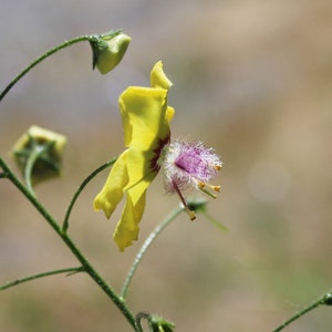 Mullein, Wild &#39;Butterfly Yellow&#39; seeds
