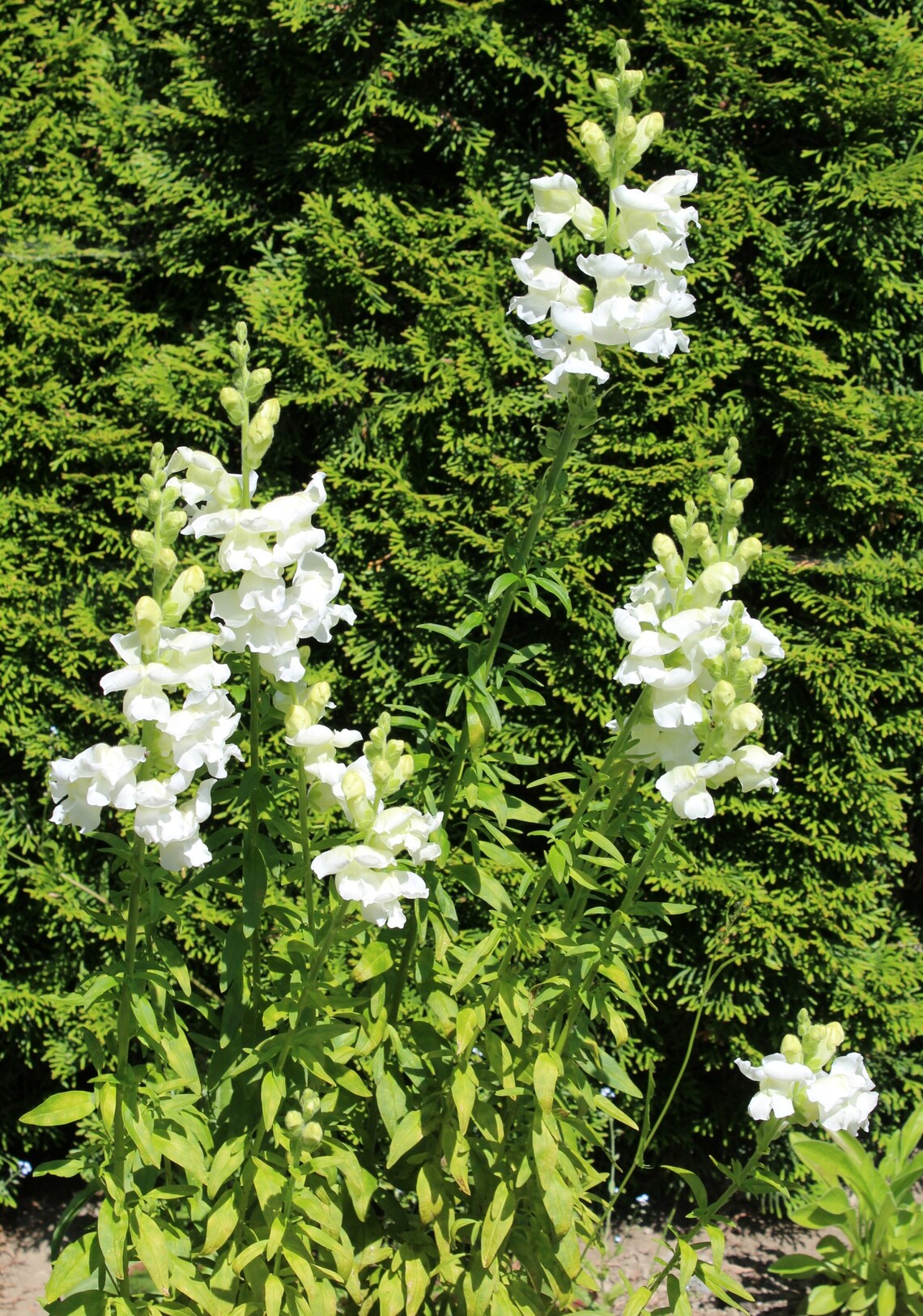 Snapdragon, Common 'rocket White' Seeds - Etsy