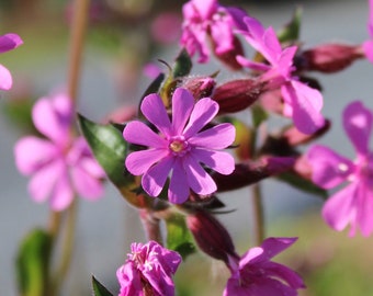 Catchfly, Red 150 seeds