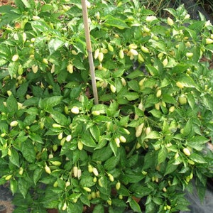 May include: A close-up of a pepper plant with many small, white peppers growing on it. The plant is green and leafy, and the peppers are clustered together in bunches.