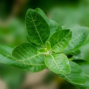 Ashwagandha seeds imagem 1