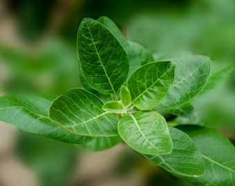 Ashwagandha seeds