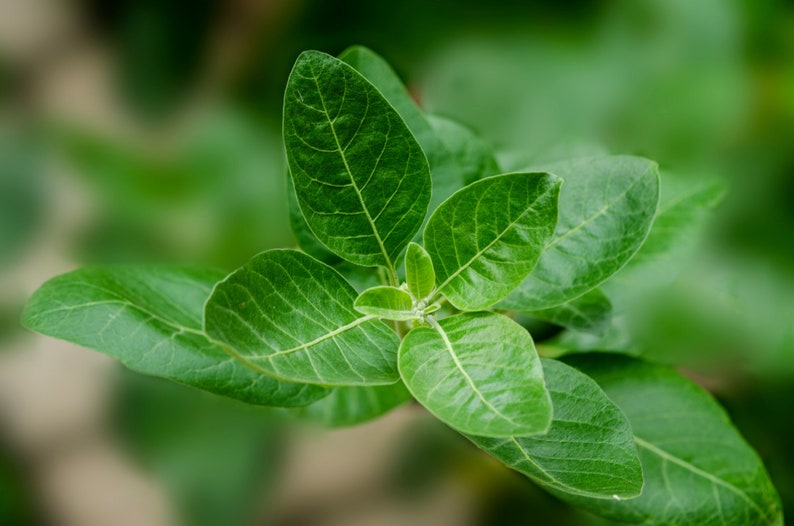 Ashwagandha seeds imagem 1