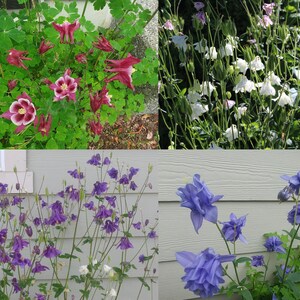 Columbine, hybrid &#39;Starburst mix&#39; seeds