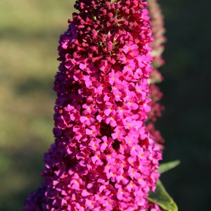 Butterfly Bush, hybrid &#39;Miss Molly&#39; seeds
