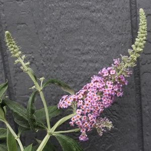 Butterfly Bush, Long-spiked seeds