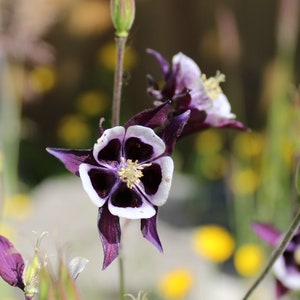 Columbine, Common &#39;William Guiness&#39; (&#39;Magpie&#39;) seeds
