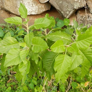 Ashwagandha seeds imagem 2