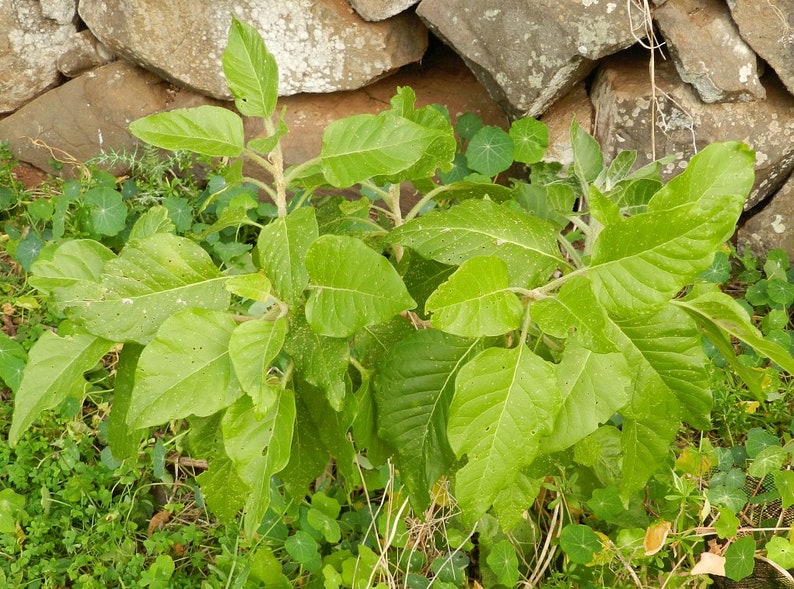 Ashwagandha seeds imagem 2