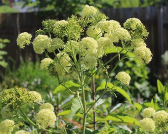 Carrot, Canary Giant Mountain seeds