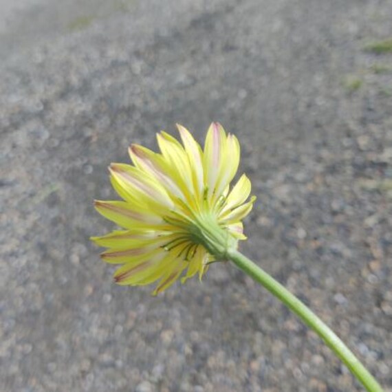 Chicory, Small-flower Seeds - Etsy