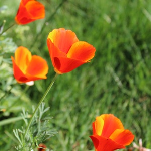 Poppy, California &#39;Mikado Red&#39; seeds