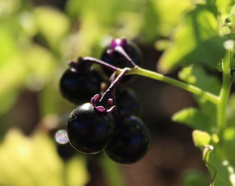 Huckleberry, Mexican seeds