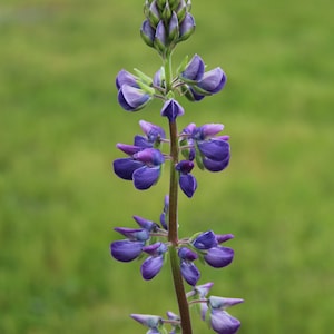 Lupine, Riverbank