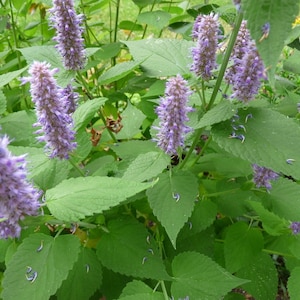 Mint, Korean &#39;Liquorice Blue&#39; 100 seeds