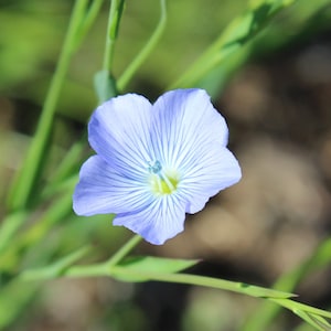 Flax, Common seeds