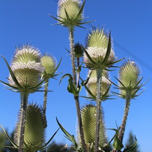 Teasel, Cutleaf seeds