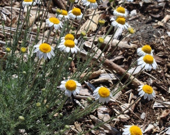 Chamomile, Aciphyllous seeds