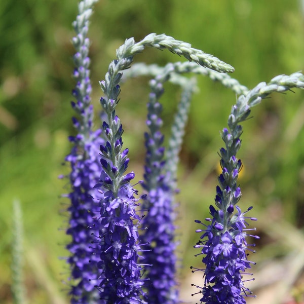 Speedwell, Silver 'Pure Silver' seeds