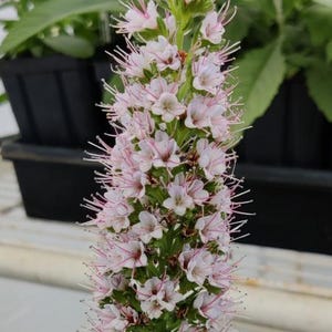 Pride of Madeira, Silver Pink seeds