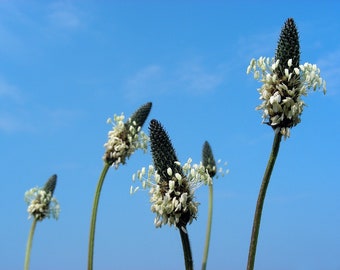 Plantain, Narrow-leaf seeds