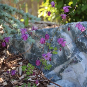 Columbine, False seeds