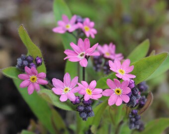 Forget-Me-Not, Alpine 'Pink' seeds