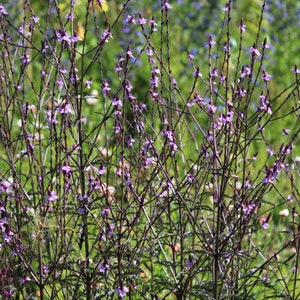 Verbena, Common &#39;Bampton&#39; seeds