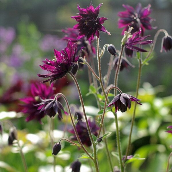 Columbine, Common 'Miss M. I. Huish seeds