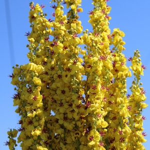 Mullein, Dark 400 seeds