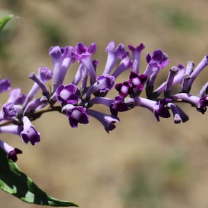 Butterfly Bush, Weeping &#39;Miss Vicie&#39; Seeds