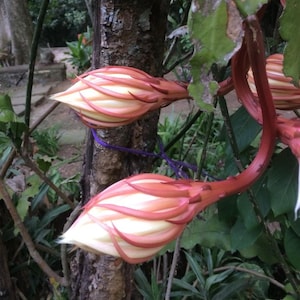 Cactus, Dutchman's Pipe rooted plant