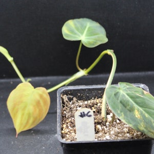 Philodendron, Variegated Velvet Leaf 'Variegata' rooted plant image 9