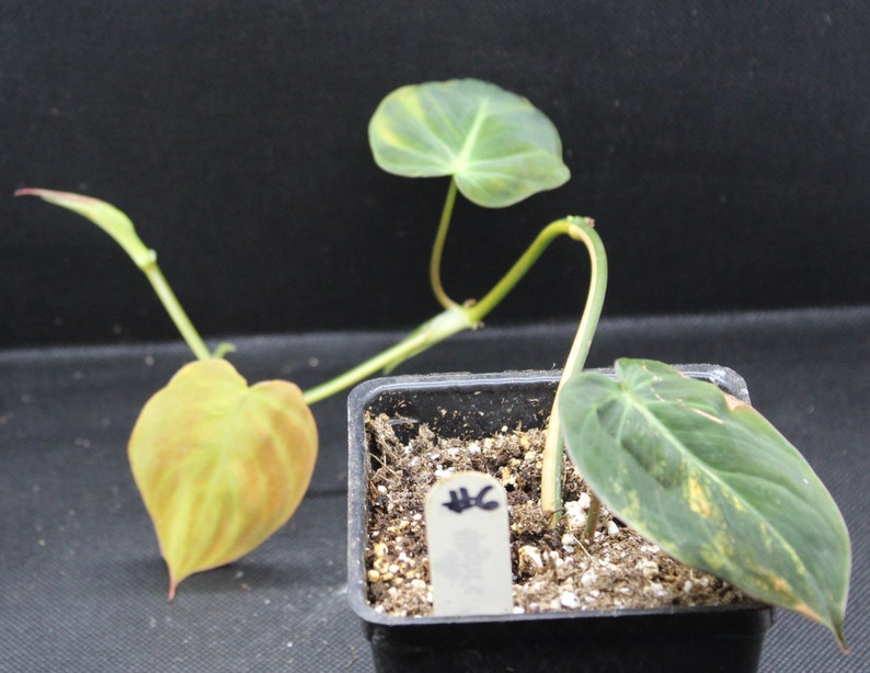 Philodendron, Variegated Velvet Leaf 'Variegata' rooted plant image 9