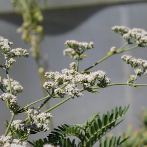 Saint Catherine&#39;s Lace seeds