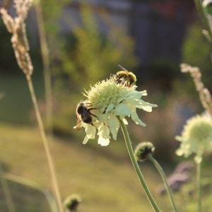 Scabiosa, Giant seeds
