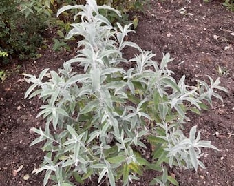 Butterfly Bush, hybrid 'Sterling Silver' unrooted cuttings (5)