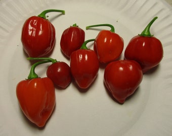 Pepper, Habanero 'Red' 25 seeds