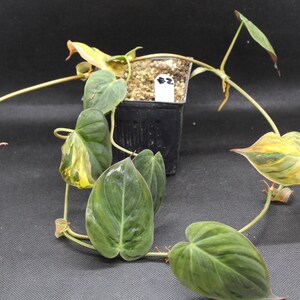 Philodendron, Variegated Velvet Leaf 'Variegata' rooted plant image 3