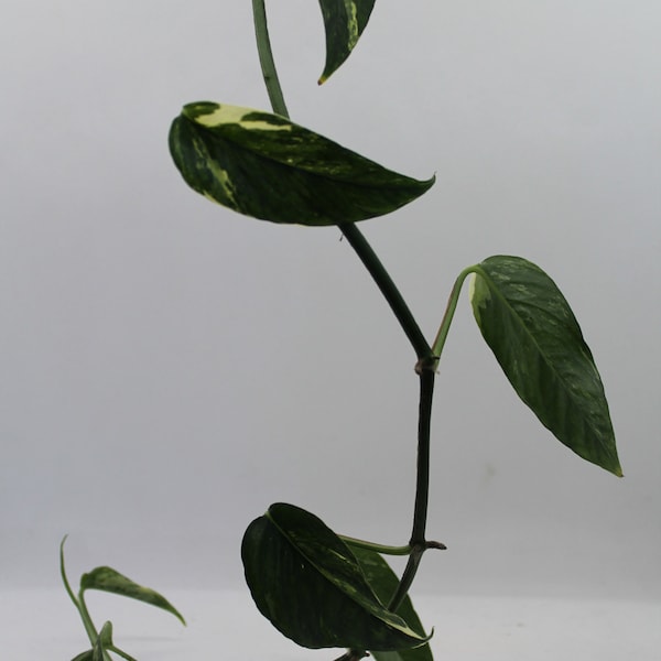 Pothos, Dragons Tail 'Albo' rooted plant (3 ft)