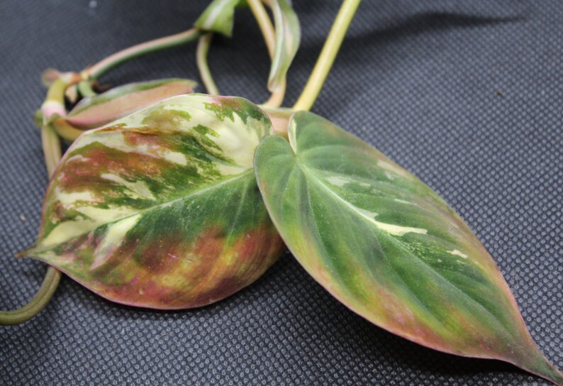 Philodendron, Variegated Velvet Leaf 'Variegata' rooted plant image 7