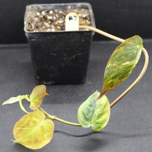 Philodendron, Variegated Velvet Leaf 'Variegata' rooted plant image 5