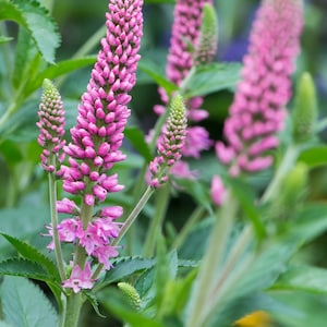 Speedwell, Hybrid &#39;First Love&#39; seeds