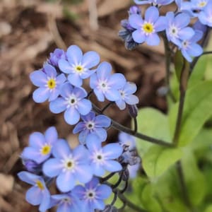 Forget-Me-Not, Woodland &#39;Blue&#39; seeds