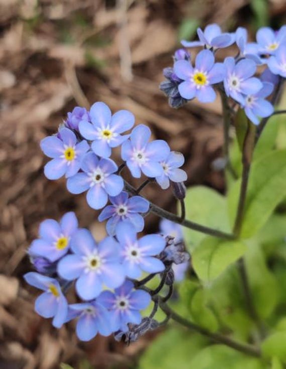 Forget-me-not, Woodland 'blue' Seeds - Etsy